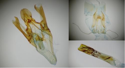 Dioryctria sylvestrella